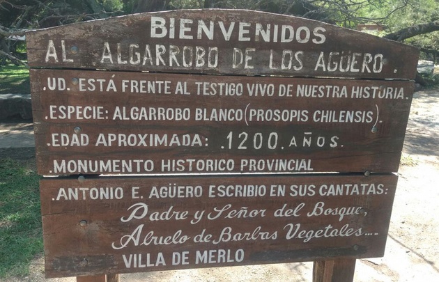 Algarrobo Abuelo