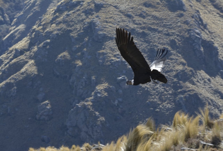 Mirador de los Cóndores