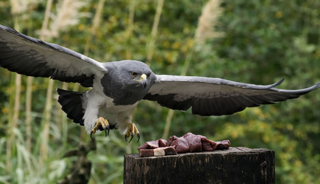 reserva florofaunistica 2